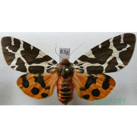 Arctia caja (Linnaeus, 1758) Niedźwiedziówka kaja female Poland83g